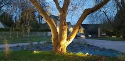 Arbre illuminé en jardin